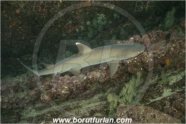 Isla San Salvador, Galapagos islands, Ecuador, Pacific ocean, Triaenodon obesus, Triaenodon, Carcharhinidae, Elasmobranchii, Whitetip reef shark, Shark, Fish, Reef