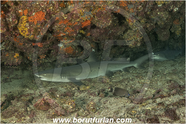 Isla San Salvador, Galapagos islands, Ecuador, Pacific ocean, Triaenodon obesus, Triaenodon, Carcharhinidae, Elasmobranchii, Whitetip reef shark, Shark, Fish, Reef