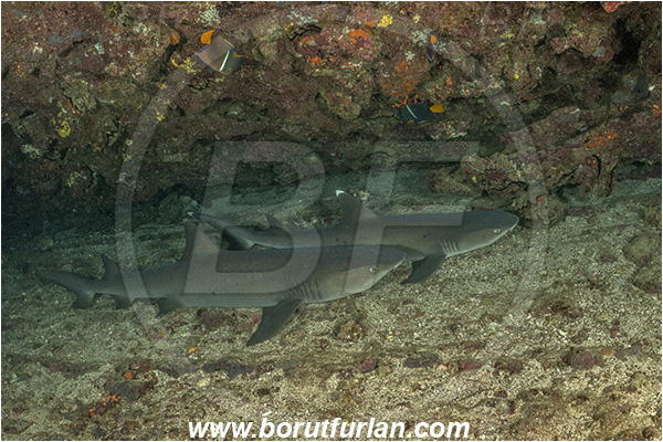 Isla San Salvador, Galapagos islands, Ecuador, Pacific ocean, Triaenodon obesus, Triaenodon, Carcharhinidae, Elasmobranchii, Whitetip reef shark, Shark, Fish, Reef