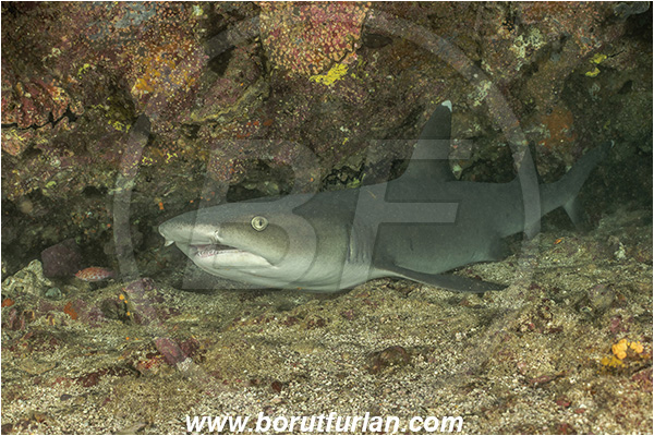 Isla San Salvador, Galapagos islands, Ecuador, Pacific ocean, Triaenodon obesus, Triaenodon, Carcharhinidae, Elasmobranchii, Whitetip reef shark, Shark, Fish, Reef