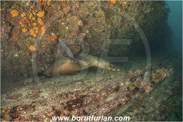 Isla San Salvador, Galapagos islands, Ecuador, Pacific ocean, Mammalia, Mammalian, Reef, Seal, Zalophus, Zalophus wollebaeki, Galapagos sea lion, Sea lion
