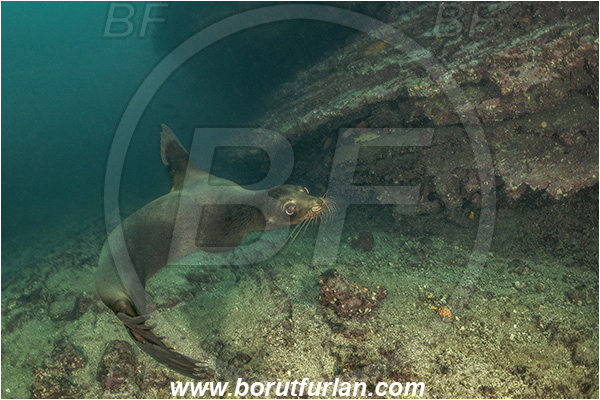 Isla San Salvador, Galapagos islands, Ecuador, Pacific ocean, Mammalia, Mammalian, Reef, Seal, Zalophus, Zalophus wollebaeki, Galapagos sea lion, Sea lion