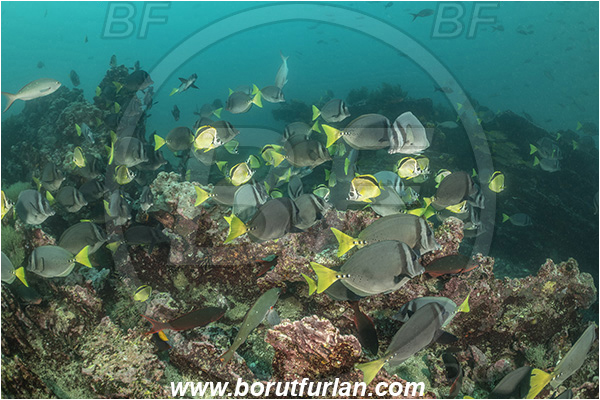 Isla San Salvador, Galapagos islands, Ecuador, Pacific ocean, Prionurus laticlavius, Prionurus, Acanthuridae, Razor Surgeonfish, Surgeonfish, Fish, Fish school, Reef