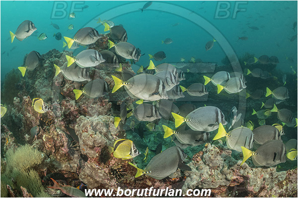 Isla San Salvador, Galapagos islands, Ecuador, Pacific ocean, Prionurus laticlavius, Prionurus, Acanthuridae, Razor Surgeonfish, Surgeonfish, Fish, Fish school, Reef