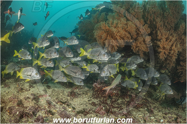 Isla San Salvador, Galapagos islands, Ecuador, Pacific ocean, Anisotremus interruptus, Anisotremus, Haemulidae, Burito grunt, Grunt, Fish, Fish school, Reef