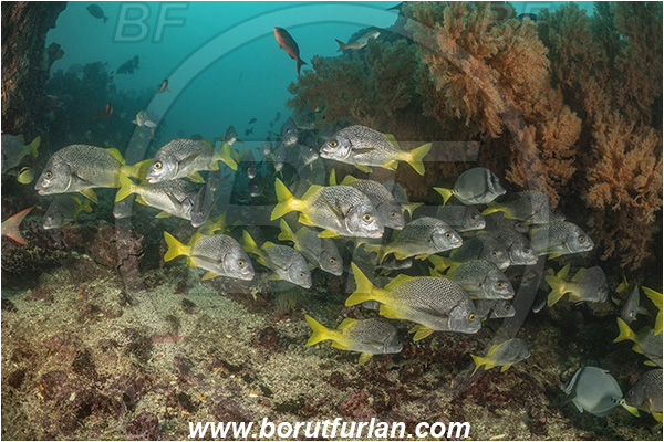 Isla San Salvador, Galapagos islands, Ecuador, Pacific ocean, Anisotremus interruptus, Anisotremus, Haemulidae, Burito grunt, Grunt, Fish, Fish school, Reef
