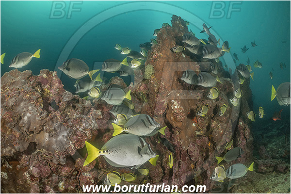 Isla San Salvador, Galapagos islands, Ecuador, Pacific ocean, Prionurus laticlavius, Prionurus, Acanthuridae, Razor Surgeonfish, Surgeonfish, Fish, Fish school, Reef