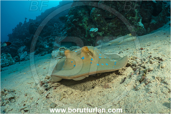 Marsa Shagra, Marsa Alam, Egypt, Red sea, Taeniura lymma, Taeniura, Dasyatidae, Elasmobranchii, Bluespotted ribbontail ray, Blue spotted stingray, Stingray, Reef, Fish