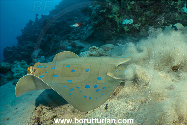Marsa Shagra, Marsa Alam, Egypt, Red sea, Taeniura lymma, Taeniura, Dasyatidae, Elasmobranchii, Bluespotted ribbontail ray, Blue spotted stingray, Stingray, Reef, Fish