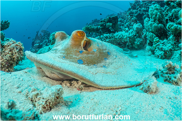 Marsa Shagra, Marsa Alam, Egypt, Red sea, Taeniura lymma, Taeniura, Dasyatidae, Elasmobranchii, Bluespotted ribbontail ray, Blue spotted stingray, Stingray, Reef, Fish