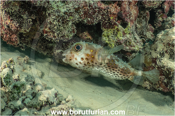 Marsa Shagra, Marsa Alam, Egypt, Red sea, Diodon holocanthus, Diodon, Diodontidae, Longspined porcupinefish, Balloonfish, Porcupinefish, Fish, Reef