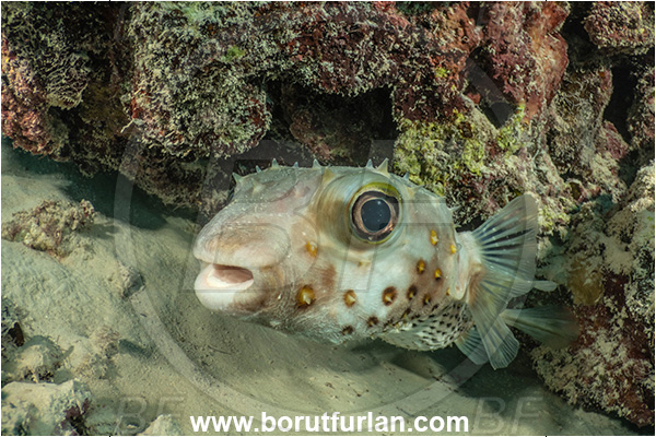 Marsa Shagra, Marsa Alam, Egypt, Red sea, Diodon holocanthus, Diodon, Diodontidae, Longspined porcupinefish, Balloonfish, Porcupinefish, Fish, Reef, Portrait