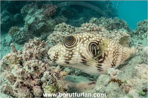 Marsa Shagra, Marsa Alam, Egypt, Red sea, Arothron hispidus, Arothron, Tetraodontidae, White-spotted puffer, Puffer, Fish, Reef