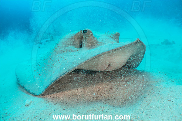 Marsa Shagra, Marsa Alam, Egypt, Red sea, Urogymnus asperrimus, Urogymnus, Dasyatidae, Elasmobranchii, Thorny ray, Porcupine ray, Stingray, Fish, Sand, Digging
