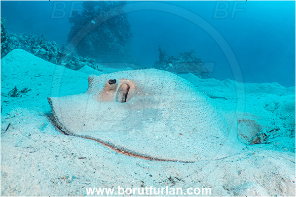 Marsa Shagra, Marsa Alam, Egypt, Red sea, Urogymnus asperrimus, Urogymnus, Dasyatidae, Elasmobranchii, Thorny ray, Porcupine ray, Stingray, Fish, Sand