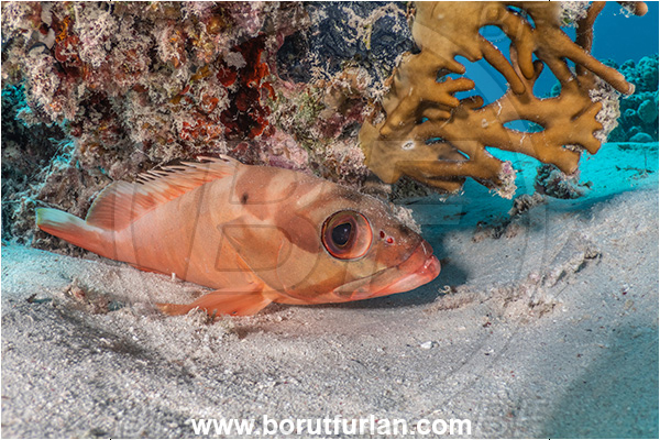 Marsa Shagra, Marsa Alam, Egypt, Red sea, Epinephelus fasciatus, Epinephelus, Serranidae, Blacktip grouper, Grouper, Fish