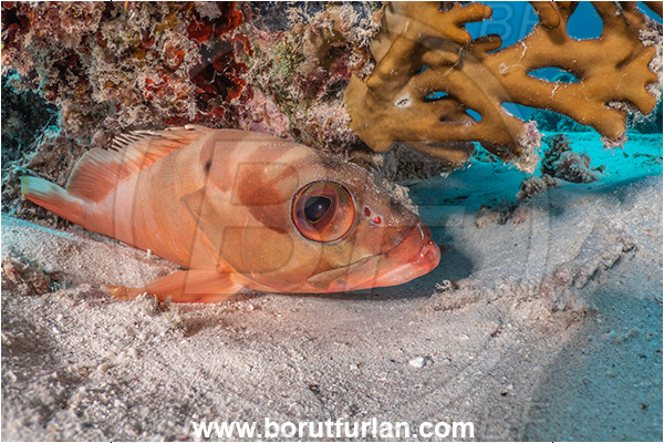 Marsa Shagra, Marsa Alam, Egypt, Red sea, Epinephelus fasciatus, Epinephelus, Serranidae, Blacktip grouper, Grouper, Fish