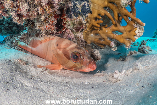Marsa Shagra, Marsa Alam, Egypt, Red sea, Epinephelus fasciatus, Epinephelus, Serranidae, Blacktip grouper, Grouper, Fish