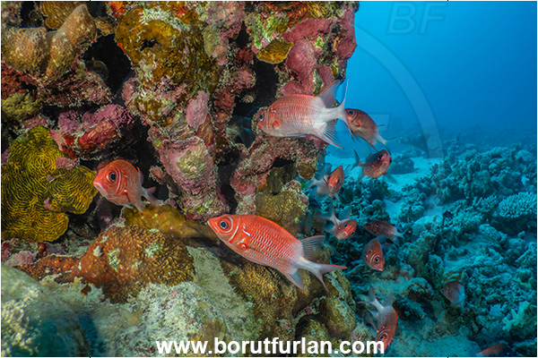 Marsa Shagra, Marsa Alam, Egypt, Red sea, Sargocentron caudimaculatum, Sargocentron, Holocentridae, Silverspot Squirrelfish, Whitetail Squirrelfish, Squirrelfish, Fish, Fish school, Reef