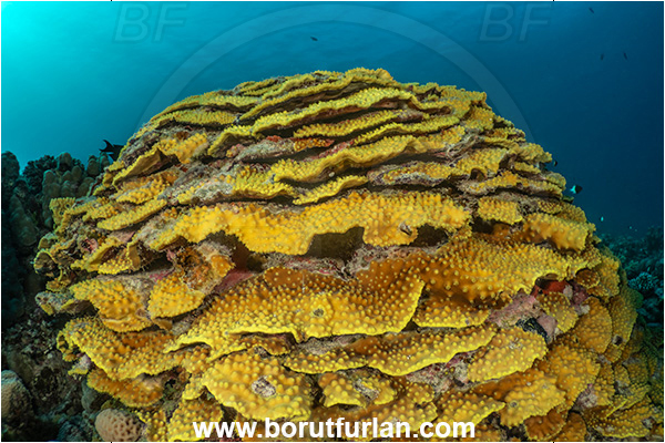 Marsa Shagra, Marsa Alam, Egypt, Red sea, Turbinaria reniformis, Turbinaria, Dendrophylliidae, Anthozoa, Cnidaria, Cnidarian, Yellow Waver Coral, Yellow Scroll Coral, Coral, Reef