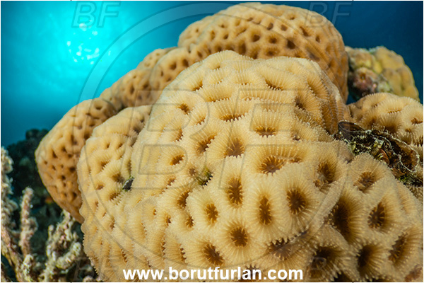 Marsa Shagra, Marsa Alam, Egypt, Red sea, Goniastrea edwardsi, Goniastrea, Merulinidae, Anthozoa, Cnidaria, Cnidarian, Hard Coral, Coral, Reef