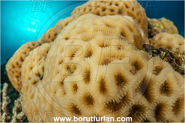 Marsa Shagra, Marsa Alam, Egypt, Red sea, Goniastrea edwardsi, Goniastrea, Merulinidae, Anthozoa, Cnidaria, Cnidarian, Hard Coral, Coral, Reef