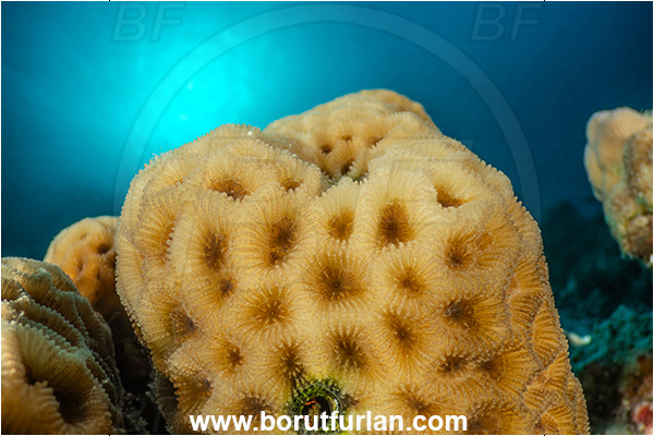 Marsa Shagra, Marsa Alam, Egypt, Red sea, Goniastrea edwardsi, Goniastrea, Merulinidae, Anthozoa, Cnidaria, Cnidarian, Hard Coral, Coral, Reef
