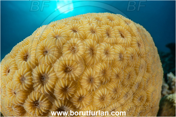 Marsa Shagra, Marsa Alam, Egypt, Red sea, Plesiastrea versipora, Plesiastrea, Plesiastreidae, Hard Coral, Coral, Anthozoa, Cnidaria, Cnidarian