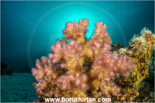 Marsa Shagra, Marsa Alam, Egypt, Red sea, Pocillopora verrucosa, Pocillopora, Pocilloporidae, Hard Coral, Coral, Anthozoa, Cnidaria, Cnidarian, Reef