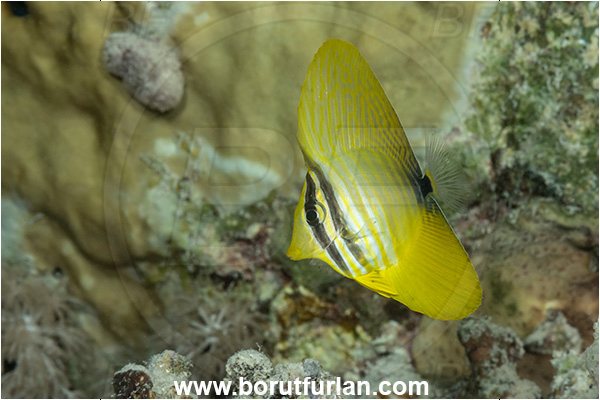 Marsa Shagra, Marsa Alam, Egypt, Red sea, Zebrasoma desjardinii, Zebrasoma, Acanthuridae, Sailfin Tang, Surgeonfish, Fish, Juvenile
