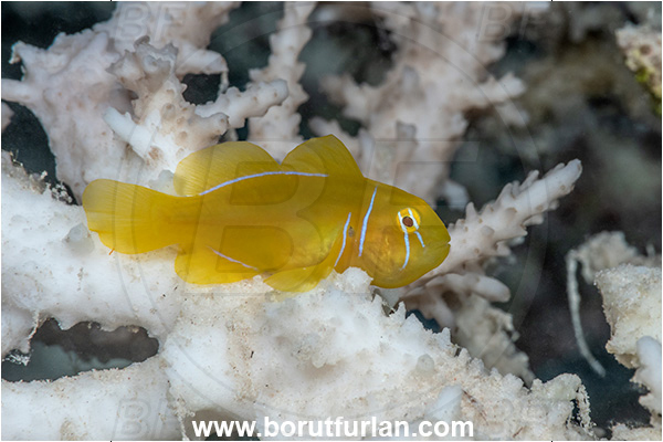 Marsa Shagra, Marsa Alam, Egypt, Gobiodon citrinus, Gobiodon, Gobiidae, Citron Goby, Goby, Fish