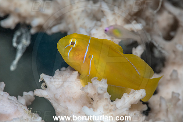 Marsa Shagra, Marsa Alam, Egypt, Gobiodon citrinus, Gobiodon, Gobiidae, Citron Goby, Goby, Fish