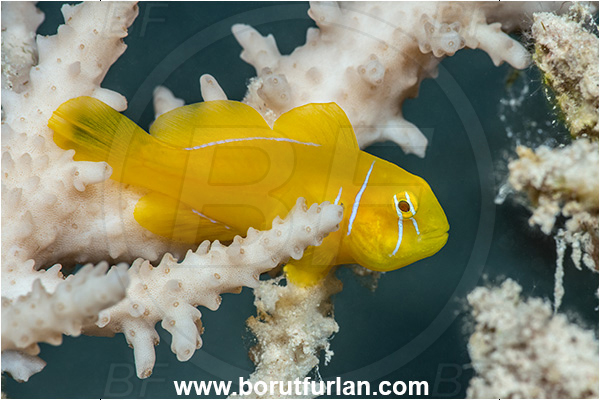 Marsa Shagra, Marsa Alam, Egypt, Gobiodon citrinus, Gobiodon, Gobiidae, Citron Goby, Goby, Fish