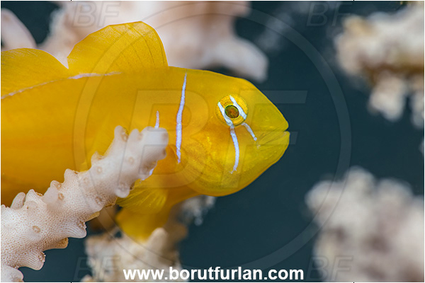 Marsa Shagra, Marsa Alam, Egypt, Gobiodon citrinus, Gobiodon, Gobiidae, Citron Goby, Goby, Fish, Portrait
