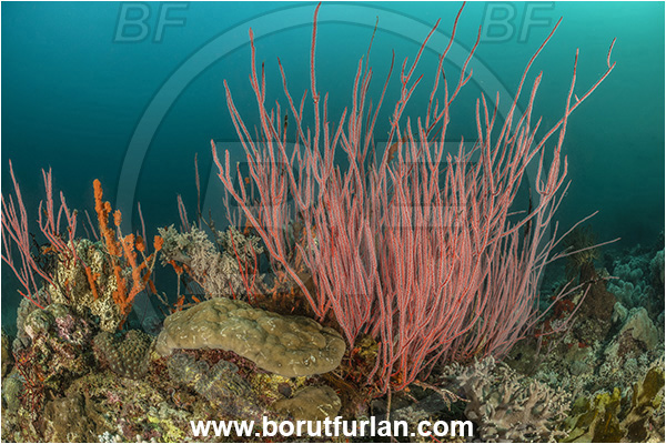 Milne Bay, Papua New Guinea, Pacific ocean, Ellisella sp., Ellisella, Ellisellidae, Anthozoa, Cnidaria, Cnidarian, Sea whip, Whip coral, Coral, Reef