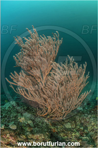 Milne Bay, Papua New Guinea, Pacific ocean, Subergorgia sp., Subergorgia, Subergorgiidae, Sea fan, Coral, Cnidaria, Cnidarian, Reef