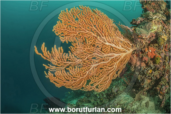 Milne Bay, Papua New Guinea, Pacific ocean, Unidentified, Octocorallia, Sea fan, Coral, Cnidaria, Cnidarian, Reef