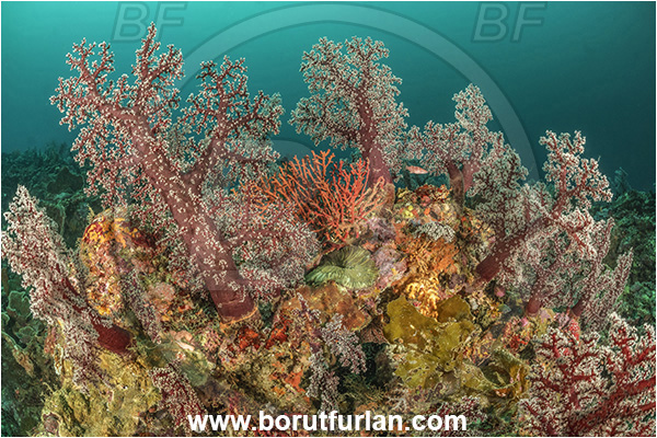Milne Bay, Papua New Guinea, Pacific ocean, Dendronephthya sp., Dendronephthya, Nephtheidae, Soft coral, Coral, Anthozoa, Cnidaria, Cnidarian, Reef