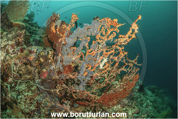Milne Bay, Papua New Guinea, Pacific ocean, Unidentified, Octocorallia, Sea fan, Coral, Cnidaria, Cnidarian, Reef, Dead sea fan, Sponge