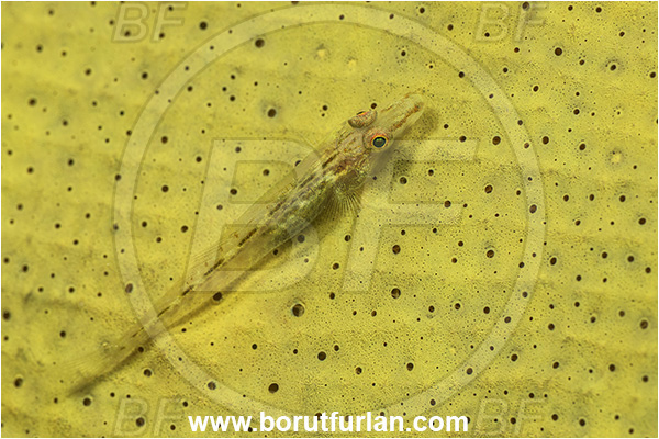 Basilaki Island, Papua New Guinea, Pacific ocean, Pleurosicya elongata, Pleurosicya, Gobiidae, Slender spongegoby, Goby, Fish