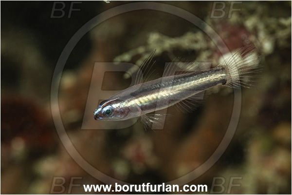 Basilaki Island, Papua New Guinea, Pacific ocean, Eviota bifasciata, Eviota, Gobiidae, Twostripe pigmy goby, Goby, Fish