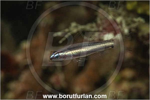 Basilaki Island, Papua New Guinea, Pacific ocean, Eviota bifasciata, Eviota, Gobiidae, Twostripe pigmy goby, Goby, Fish