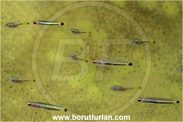 Basilaki Island, Papua New Guinea, Pacific ocean, Aioliops novaeguineae, Aioliops, Microdesmidae, New guinea minidartfish, Minidartfish, Dartfish, Fish, Fish school