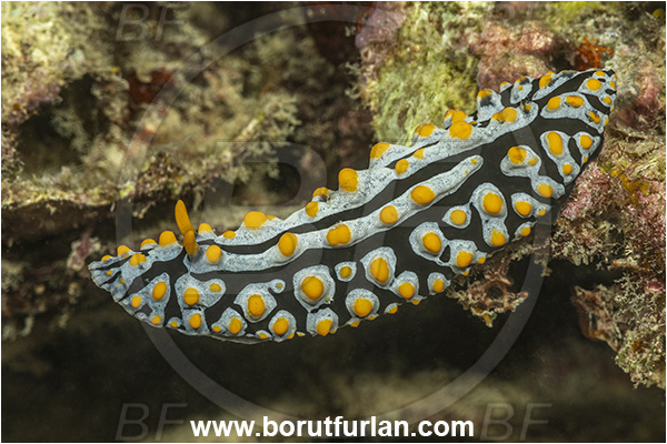 Basilaki Island, Papua New Guinea, Pacific ocean, Phyllidia varicosa, Phyllidia, Phyllidiidae, Gastropoda, Mollusca, Mollusc, Nudibranch, Varicose wart slug
