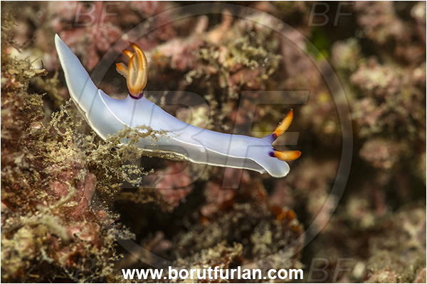Basilaki Island, Papua New Guinea, Pacific ocean, Hypselodoris bullockii, Hypselodoris, Chromodorididae, Gastropoda, Mollusca, Mollusc, Nudibranch, Pink dorid nudibranch