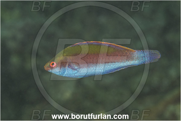 Basilaki Island, Papua New Guinea, Pacific ocean, Cirrhilabrus beauperryi, Cirrhilabrus, Labridae, Beaus