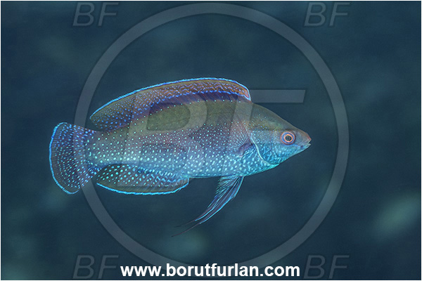 Basilaki Island, Papua New Guinea, Pacific ocean, Cirrhilabrus beauperryi, Cirrhilabrus, Labridae, Beaus