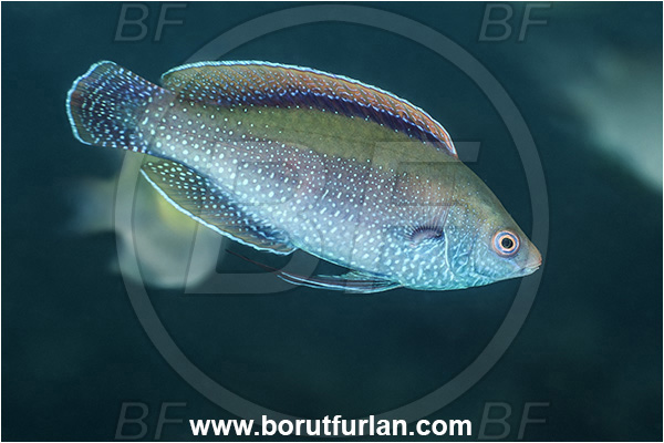 Basilaki Island, Papua New Guinea, Pacific ocean, Cirrhilabrus beauperryi, Cirrhilabrus, Labridae, Beaus