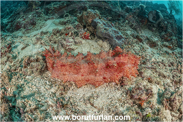Basilaki Island, Papua New Guinea, Pacific ocean, Thelenota rubralineata, Thelenota, Stichopodidae, Red-striped sea cucumber, Sea Cucumber, Holothuroidea, Holothurian, Echinodermata, Echinoderm, Reef