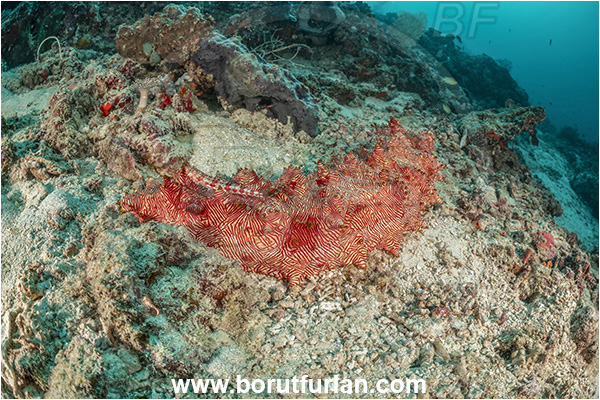 Basilaki Island, Papua New Guinea, Pacific ocean, Thelenota rubralineata, Thelenota, Stichopodidae, Red-striped sea cucumber, Sea Cucumber, Holothuroidea, Holothurian, Echinodermata, Echinoderm, Reef, Synodus synodus, Synodus, Synodontidae, Red lizardfish, Lizardfish, Fish